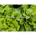 Vegetable Seeds: Green Lettuce Seeds For Leaves